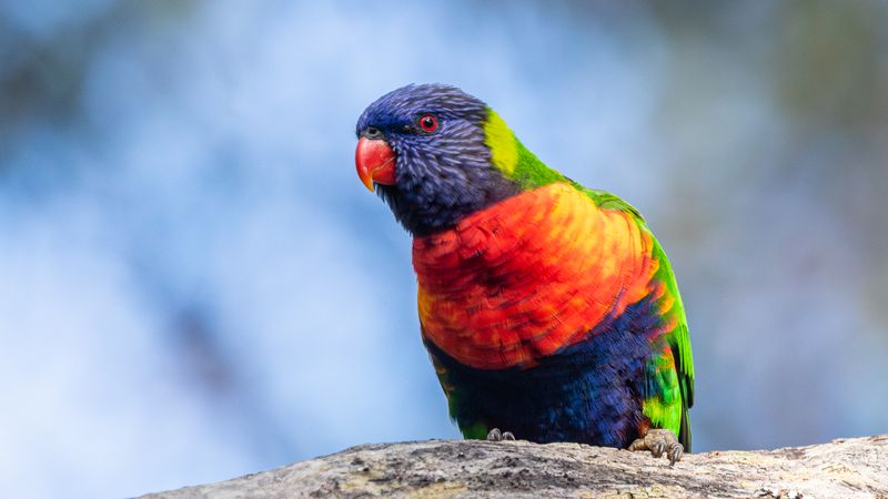 Birds 2025