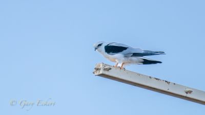 Far West NSW 2023 - Birds