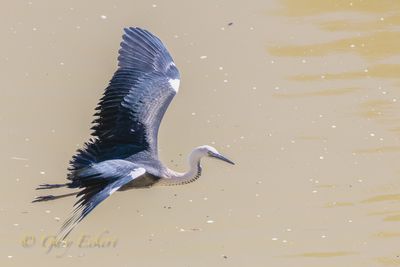 White-necked Heron