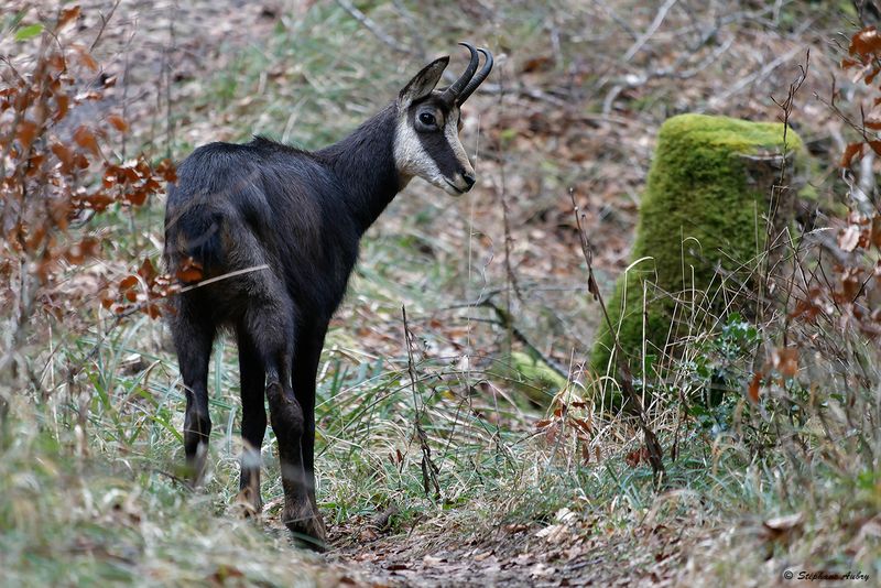 Chamois, Rupicapra rupicapra