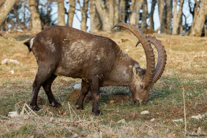 Bouquetin des Alpes, Capra ibex