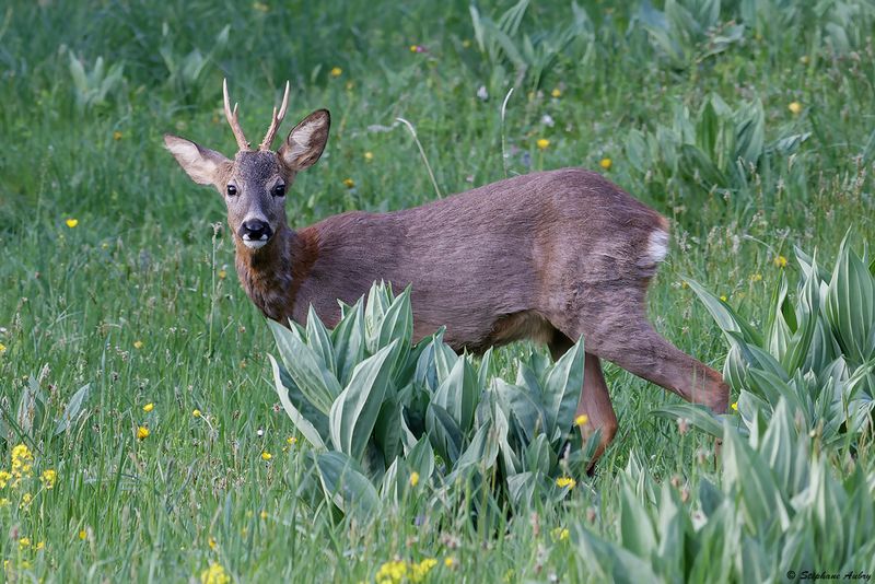 Chevreuil, Capreolus capreolus