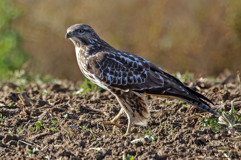 Buse variable, Buteo buteo