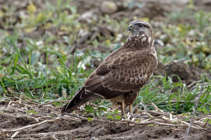 Buse variable, Buteo buteo
