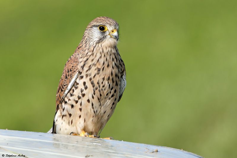 Faucon crcerelle, Falco tinnunculus