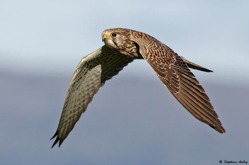 Faucon crcerelle, Falco tinnunculus