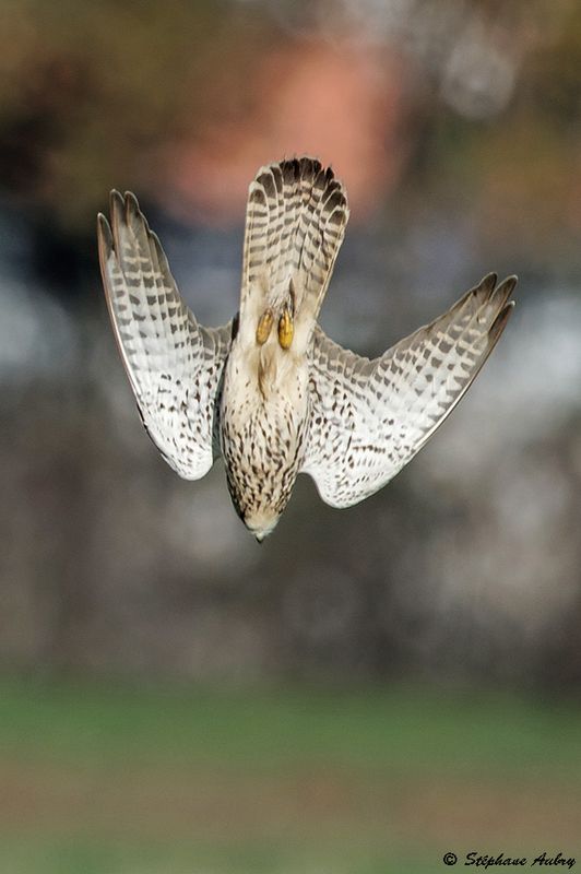 Faucon crcerelle, Falco tinnunculus
