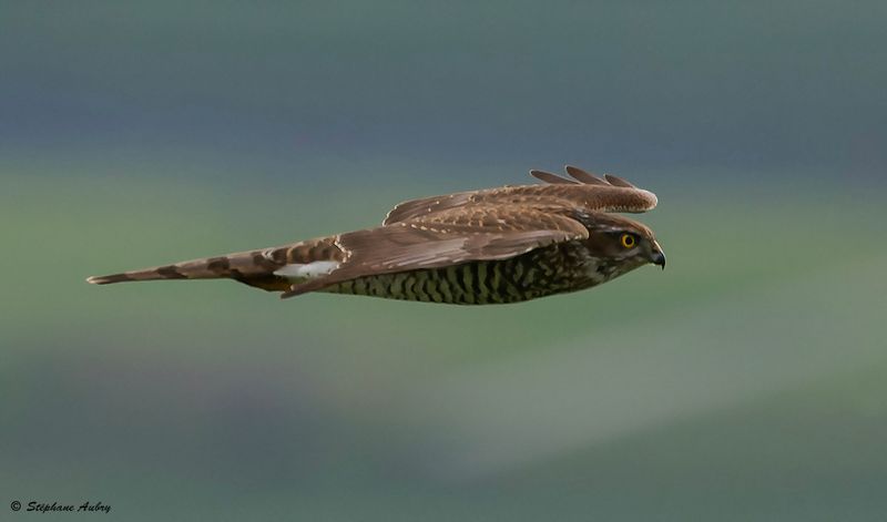 Epervier dEurope, Accipiter nisus