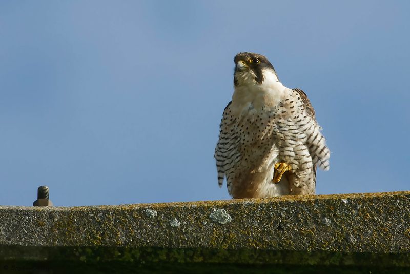 Faucon plerin, Falco peregrinus