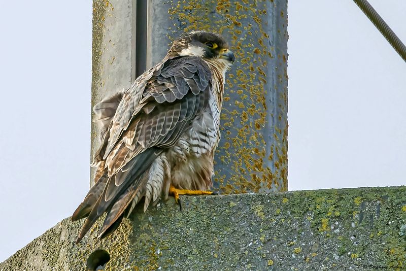 Faucon plerin, Falco peregrinus