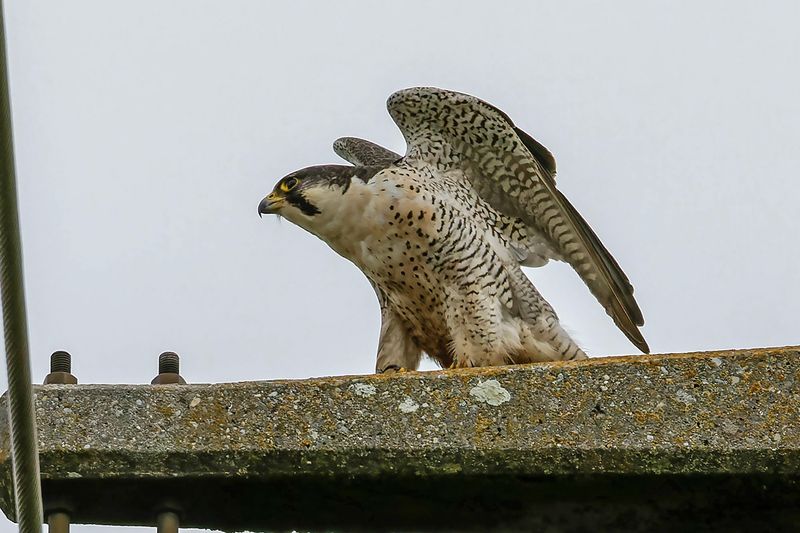 Faucon plerin, Falco peregrinus