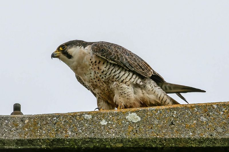 Faucon plerin, Falco peregrinus