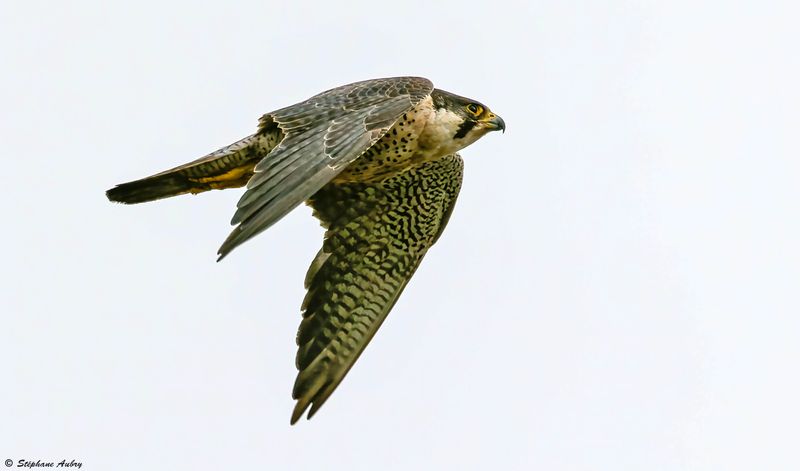Faucon plerin, Falco peregrinus