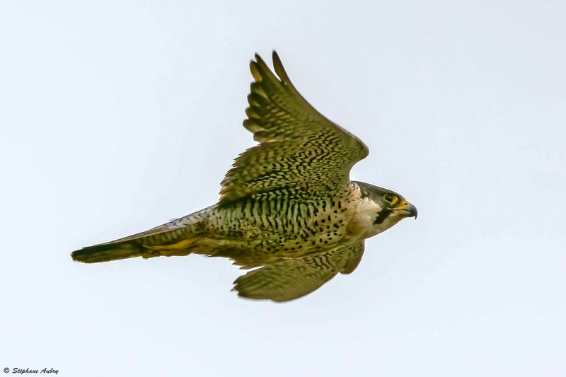 Faucon plerin, Falco peregrinus