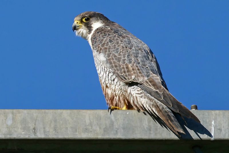 Faucon plerin, Falco peregrinus