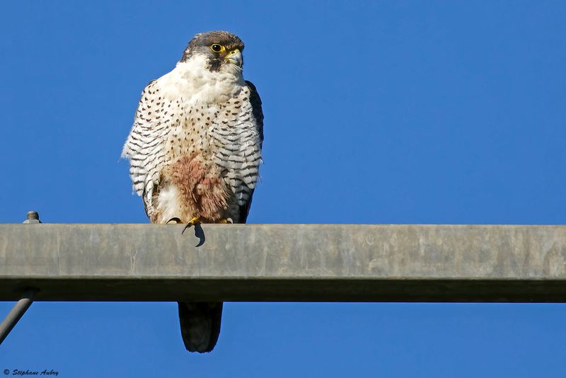 Faucon plerin, Falco peregrinus