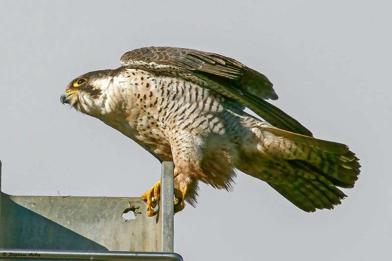 Faucon plerin, Falco peregrinus