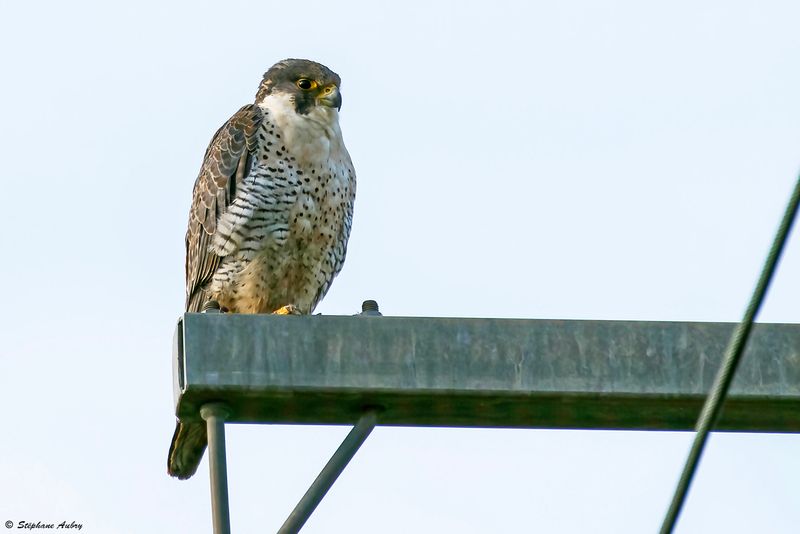 Faucon plerin, Falco peregrinus