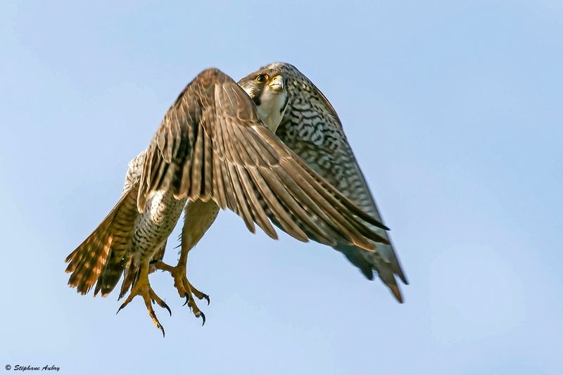 Faucon plerin, Falco peregrinus