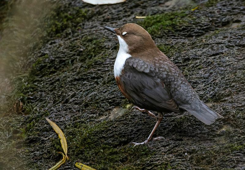 Cincle plongeur, Cinclus cinclus