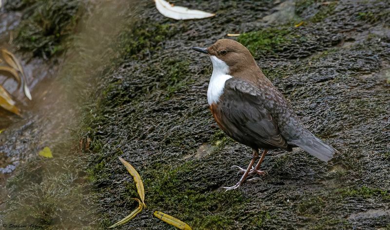 Cincle plongeur, Cinclus cinclus
