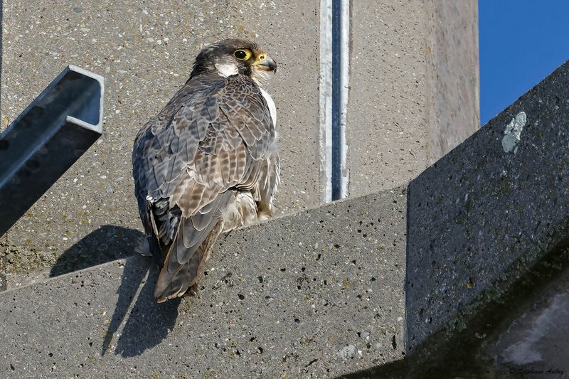 Faucon plerin, Falco peregrinus