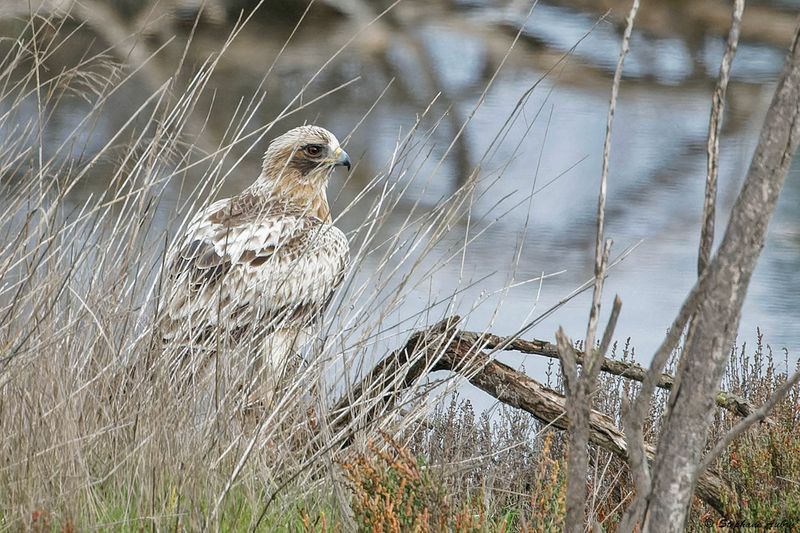 Aigle bott, Hieraaetus pennatus