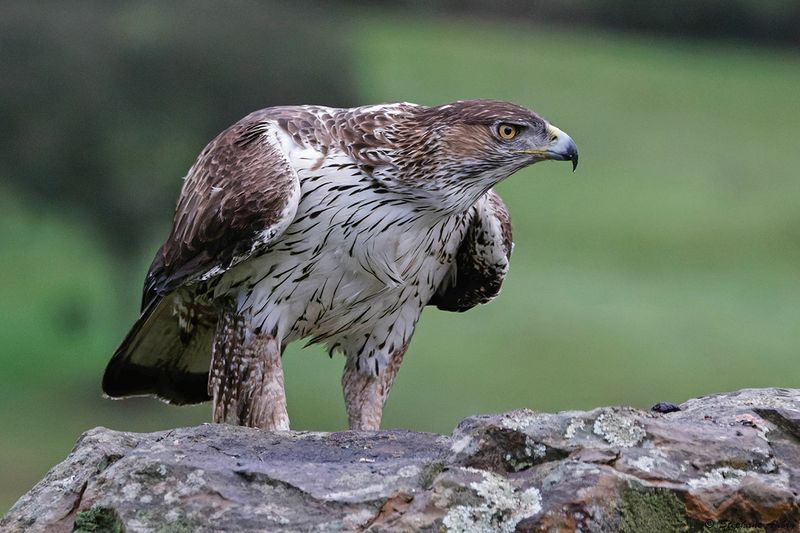 Aigle de Bonelli, Aquila fasciata