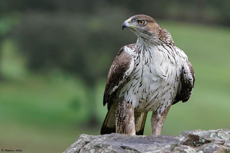 Aigle de Bonelli, Aquila fasciata