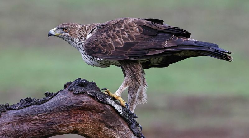 Aigle de Bonelli, Aquila fasciata