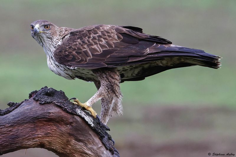 Aigle de Bonelli, Aquila fasciata