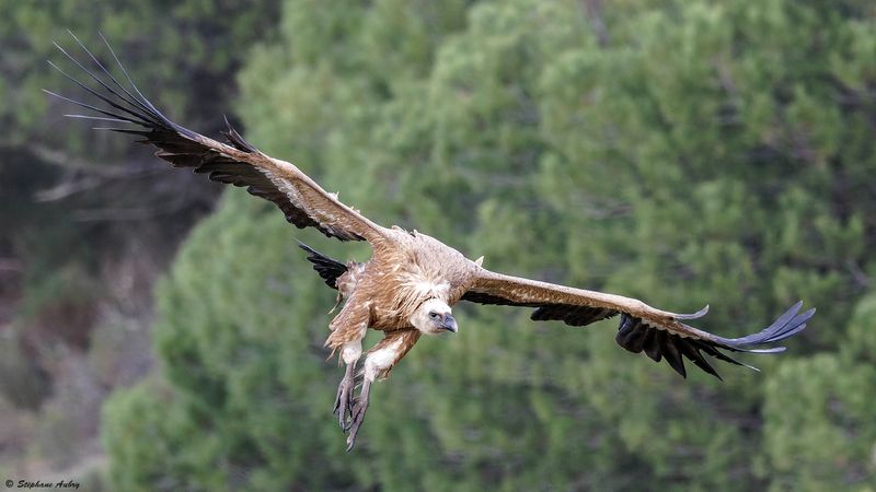 Vautour fauve, Gyps fulvus