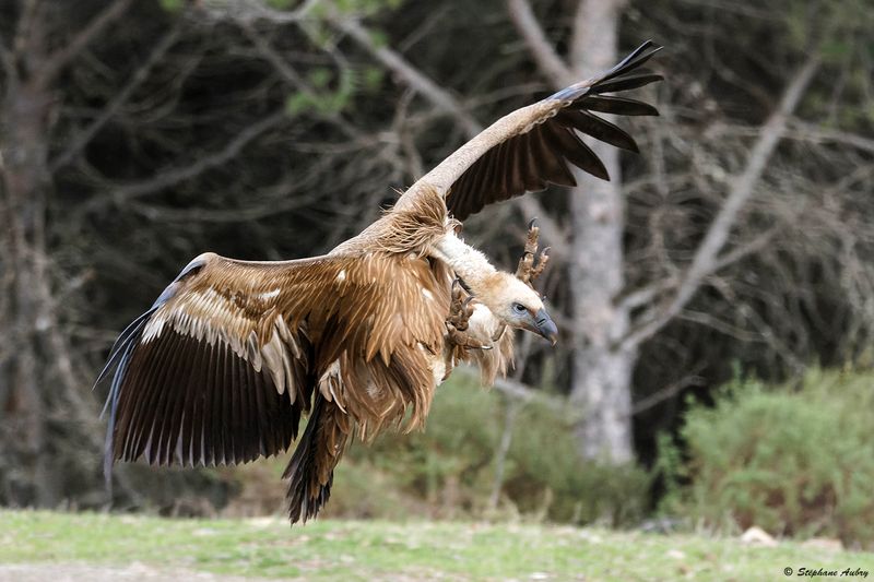 Vautour fauve, Gyps fulvus