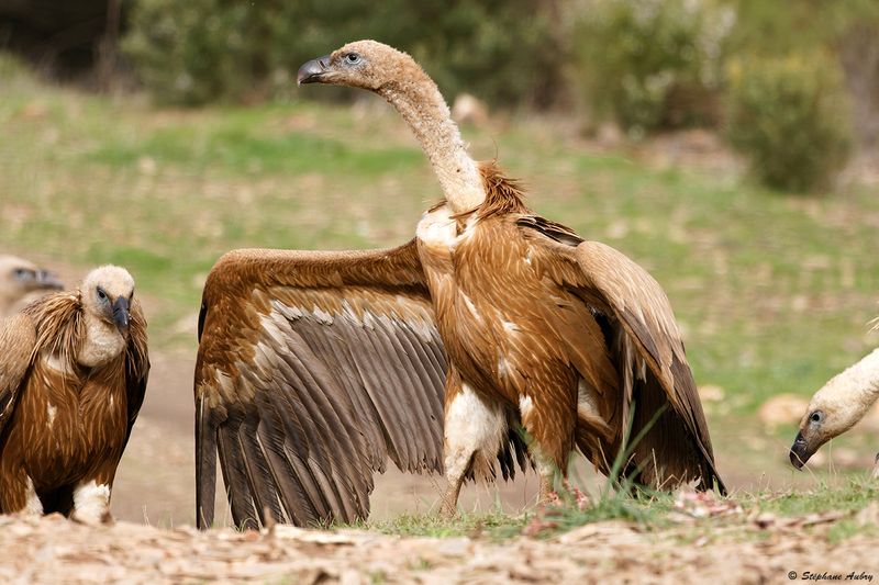 Vautour fauve, Gyps fulvus