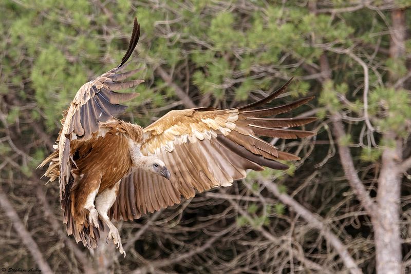 Vautour fauve, Gyps fulvus
