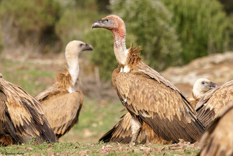 Vautour fauve, Gyps fulvus