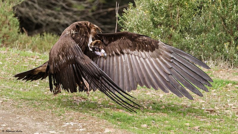 Vautour moine, Aegypius monachus