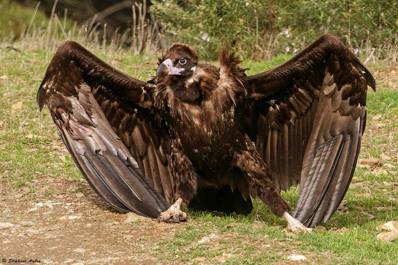Vautour moine, Aegypius monachus