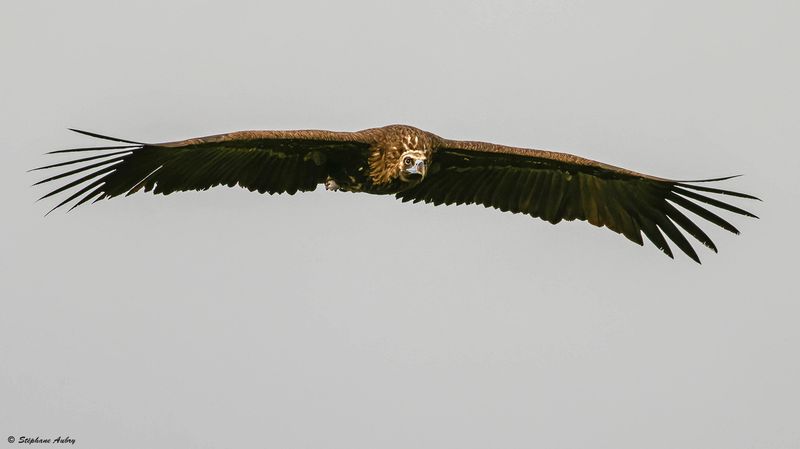 Vautour moine, Aegypius monachus