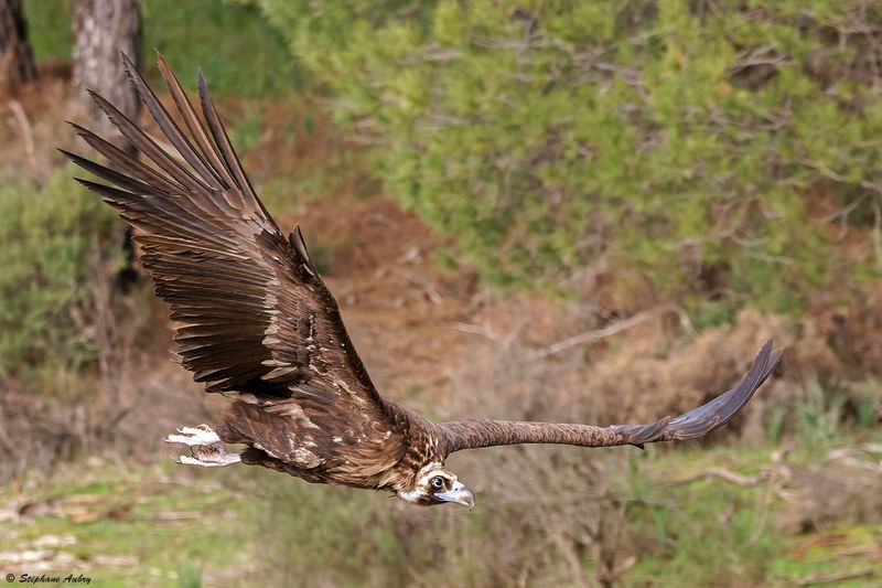 Vautour moine, Aegypius monachus