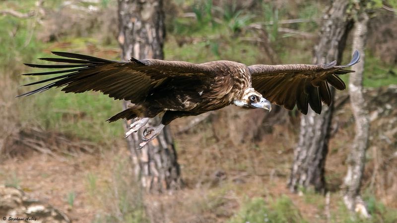 Vautour moine, Aegypius monachus