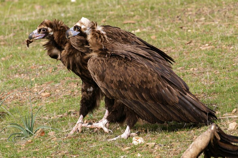 Vautour moine, Aegypius monachus