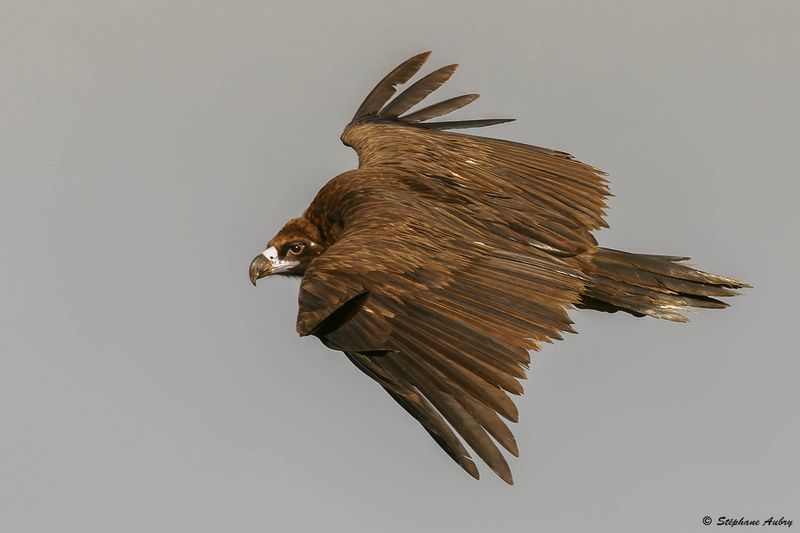 Vautour moine, Aegypius monachus