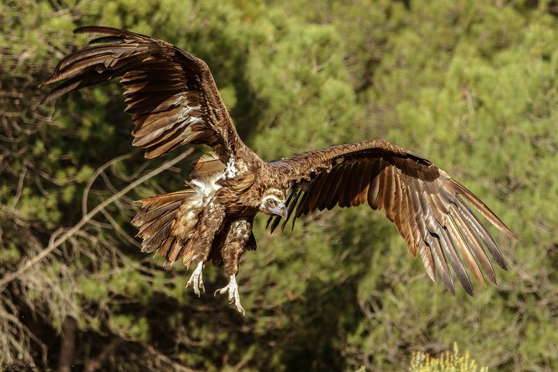 Vautour moine, Aegypius monachus
