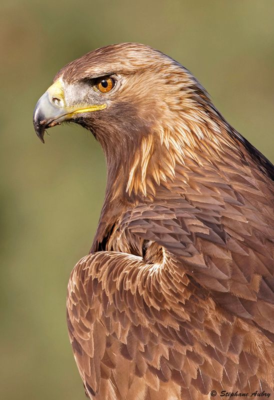 Aigle royal, Aquila chrysaetos homeyeri