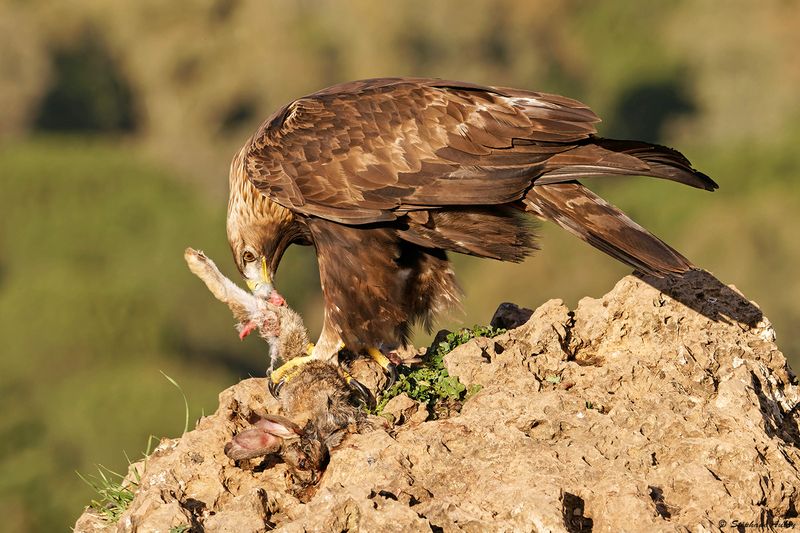 Aigle royal, Aquila chrysaetos homeyeri