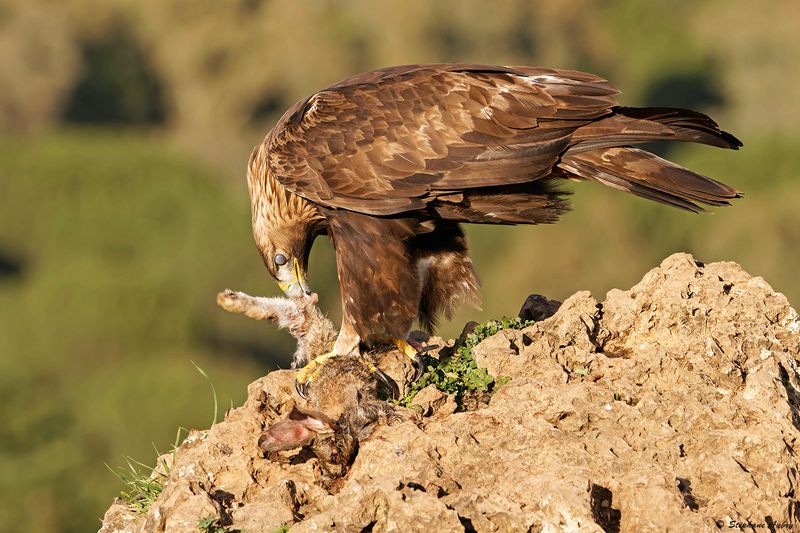 Aigle royal, Aquila chrysaetos homeyeri