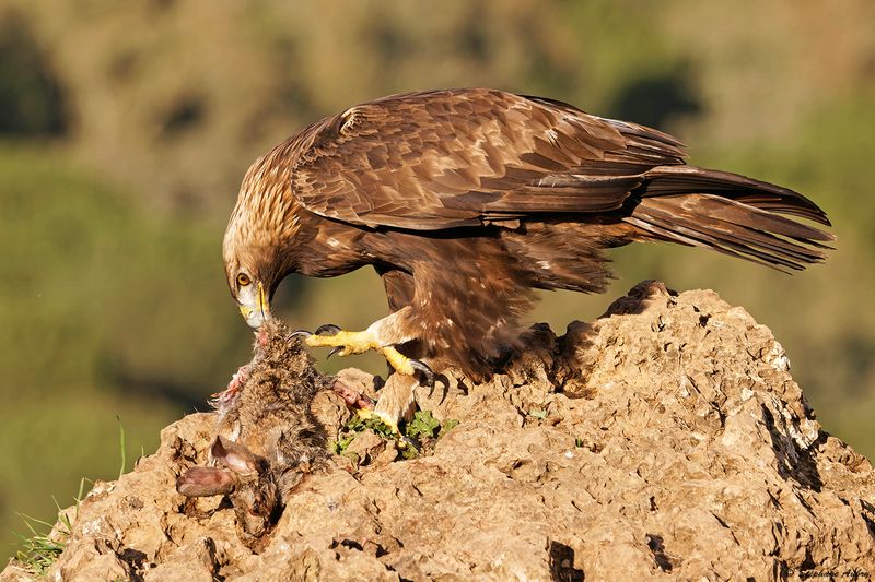 Aigle royal, Aquila chrysaetos homeyeri