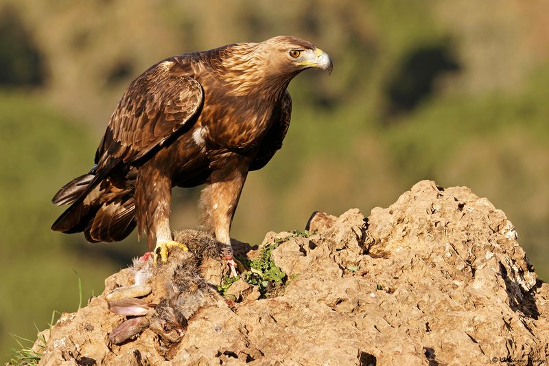 Aigle royal, Aquila chrysaetos homeyeri
