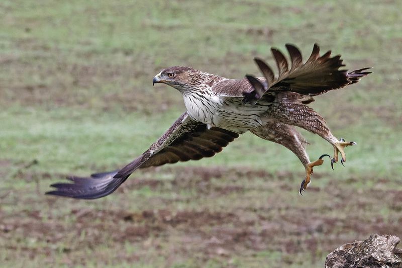 Aigle de Bonelli, Aquila fasciata